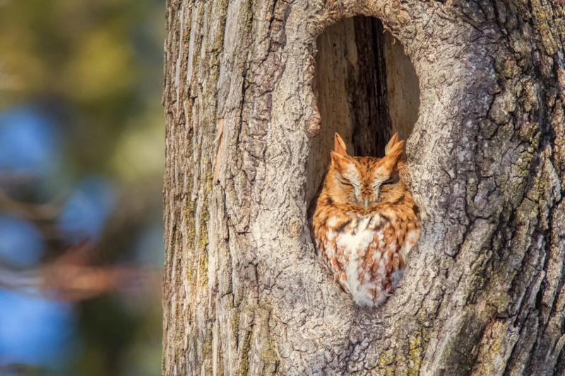 Red Morph Eastern Screech Owl - New Hampshire - Bird Photo Print - Free Shipping