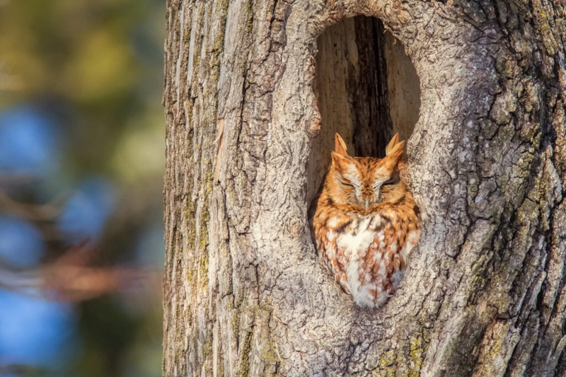 Eastern Screech Owl Photo print