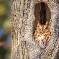Red Morph Eastern Screech Owl - New Hampshire - Bird Photo Pri...