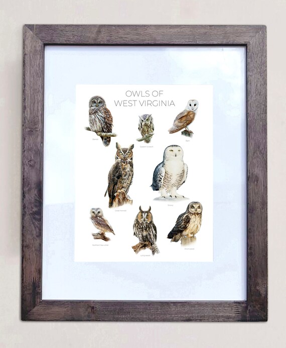 Owls of West Virginia- Print of 8 Owl Oil Paintings