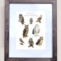 Owls of West Virginia- Print of 8 Owl Oil Paintings