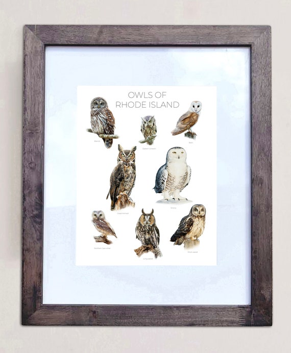 Owls of Rhode Island- Print of 8 Owl Oil Paintings