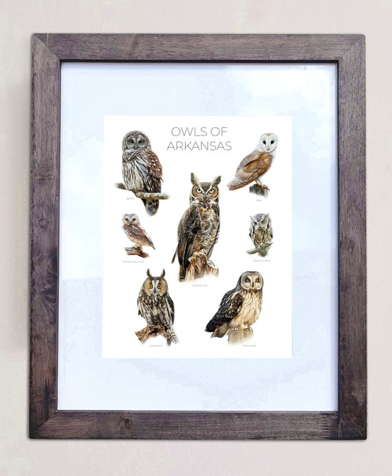 Owls of Arkansas- Print of 7 Owl Oil Paintings