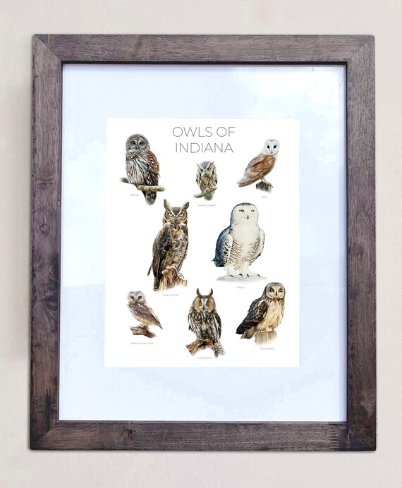 Owls of Indiana- Print of 8 Owl Oil Paintings