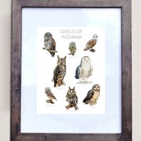 Owls of Indiana- Print of 8 Owl Oil Paintings