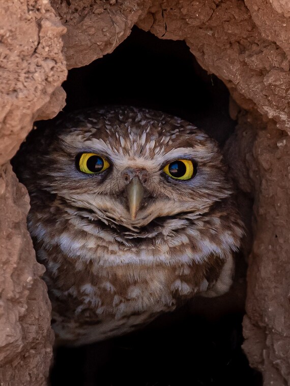 Bernadette The Burrowing Owl