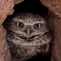 Bernadette The Burrowing Owl