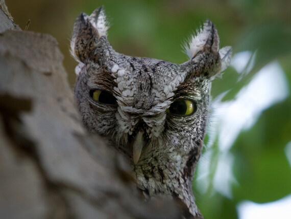 Peek A Hoo- Arizona Western Screech Owl