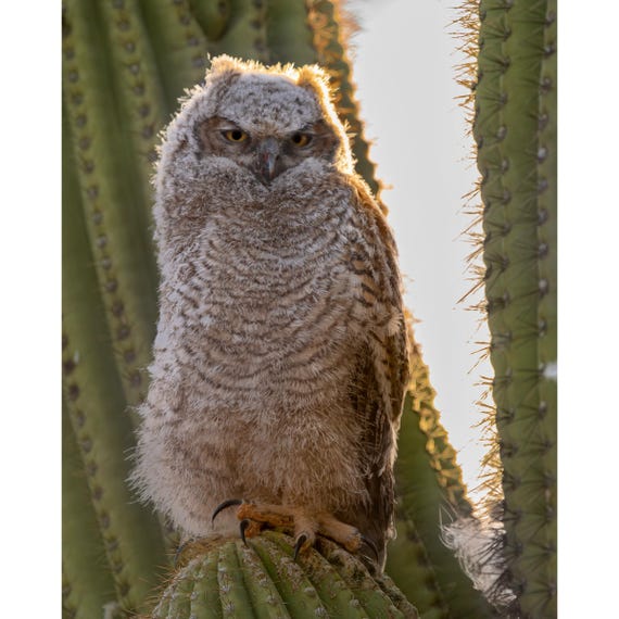 Fluffhead in a Prickly Situation- Great Horned Owlet
