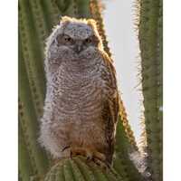 Fluffhead in a Prickly Situation- Great Horned Owlet