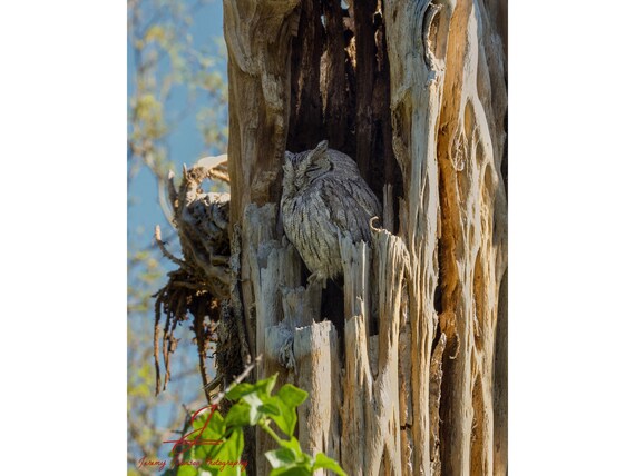 Western Screech Owl in a Saguaro Cactus skeleton
