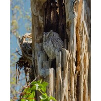 Western Screech Owl in a Saguaro Cactus skeleton