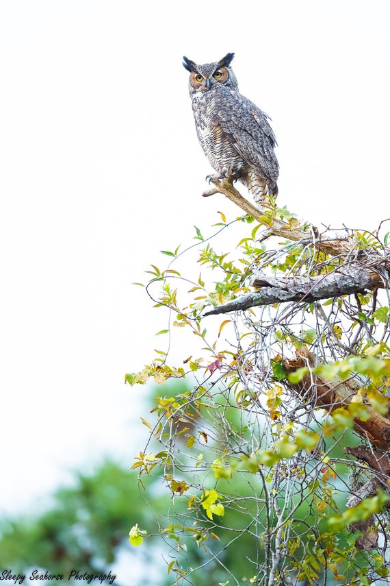 Great Horned Owl Photography Nature Print