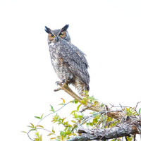 Great Horned Owl Photography Nature Print