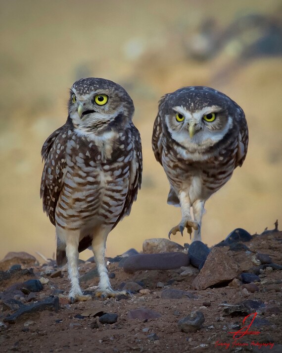 Sneak Attack! Arizona Burrowing Owls