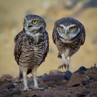 Sneak Attack! Arizona Burrowing Owls
