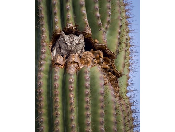 Owl Capone, an Original Gangster Raptor of the Sonoran Desert!