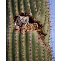 Owl Capone, an Original Gangster Raptor of the Sonoran Desert!