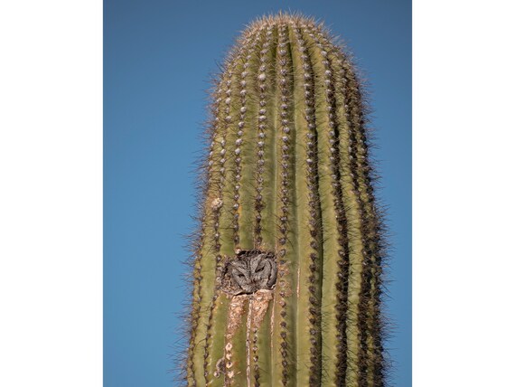 Owl in a Rocket Ship