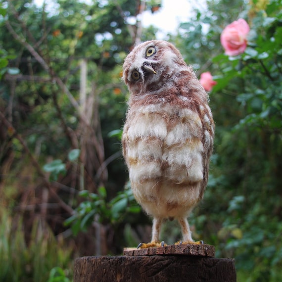 Needle Felted  Owl, Burrowing Owl, Needle Felted Bird, Needle felted bird sculpture, Owl  Faux taxidermy, Owl decor, Owl sculpture, Owl gift