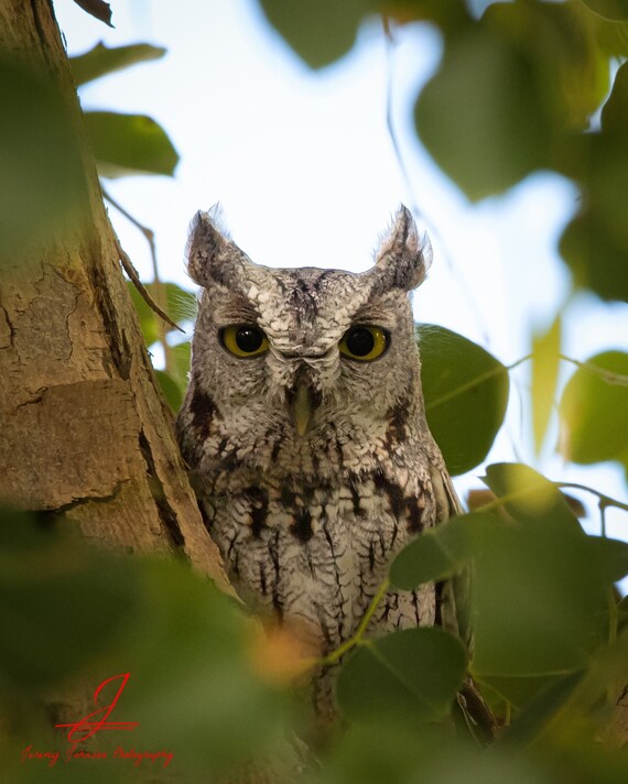 What Big Eyes You Have, Mrs. Western Screech Owl