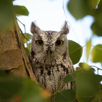 What Big Eyes You Have, Mrs. Western Screech Owl