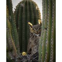 Here's Looking At You, Kid!  Western Screech Owl in a Saguaro Cactus