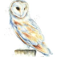 Barn Owl Watercolor Painting Print