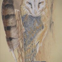 Barn owl, an original drawing with a real feather.