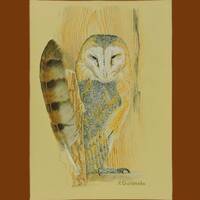 Barn owl, an original drawing with a real feather.