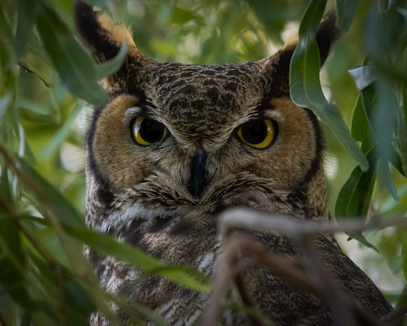 Dreamy Eyes- Arizona Great Horned Owl