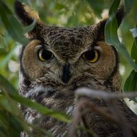 Dreamy Eyes- Arizona Great Horned Owl