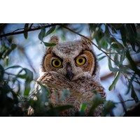 Little Fuzzy Tree Ewok, AKA- Arizona Great Horned Owl