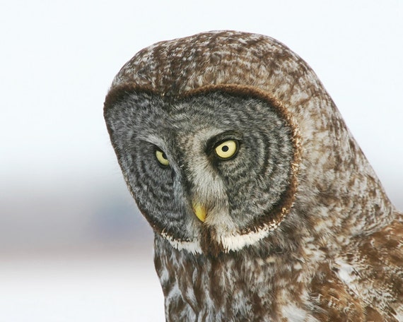 Great Grey Owl picture, photo print