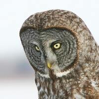 Great Grey Owl picture, photo print, gray bird of prey, MF nature art print, paper canvas nu...