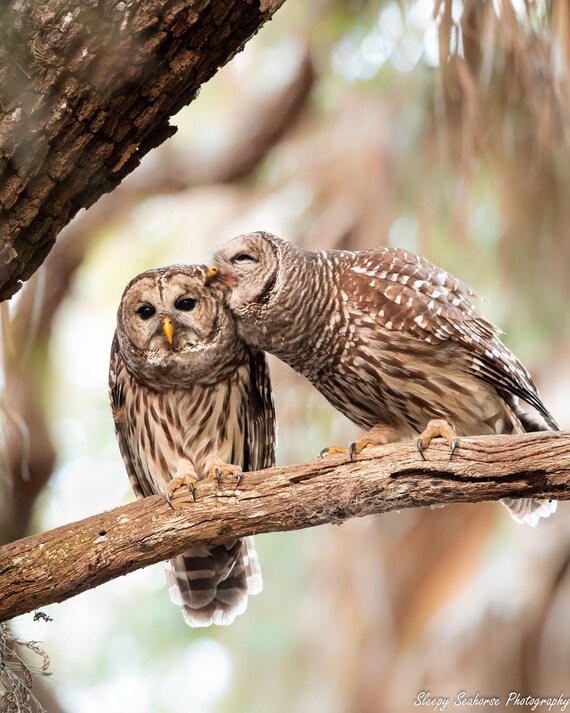Kissing Barred Owls Nature Photo Wildlife Print