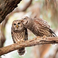 Kissing Barred Owls Nature Photo Wildlife Print