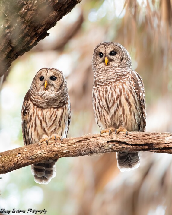 Barred Owl Pair, Florida wildlife Photography Print