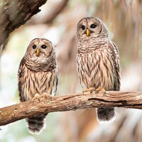 Barred Owl Pair, Florida wildlife Photography Print