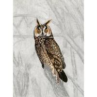Print: Long-eared Owl in pencil and graphite