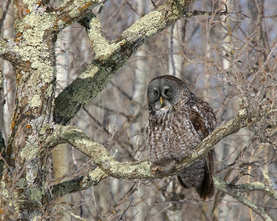 Great Grey Owl photo print in the woods