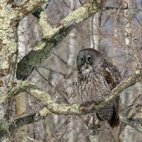 Great Grey Owl photo print in the woods
