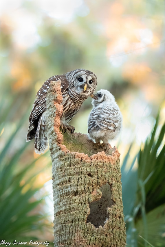 Mother Barred Owl and Baby Wildlife Print