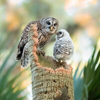 Mother Barred Owl and Baby Wildlife Print