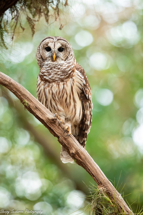 Florida Barred Owl photography Print