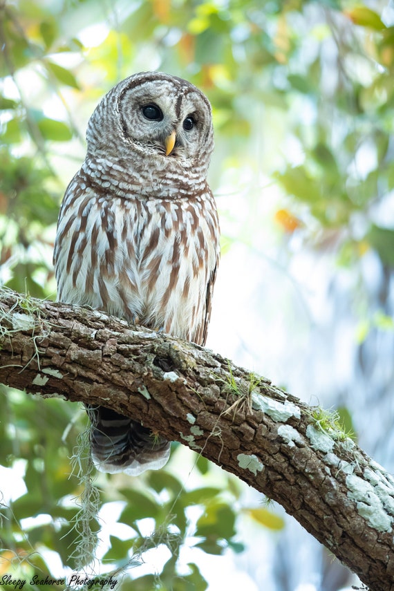 Barred Owl photographic Print