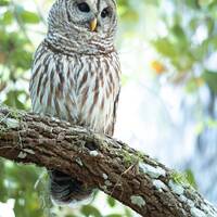 Barred Owl photographic Print