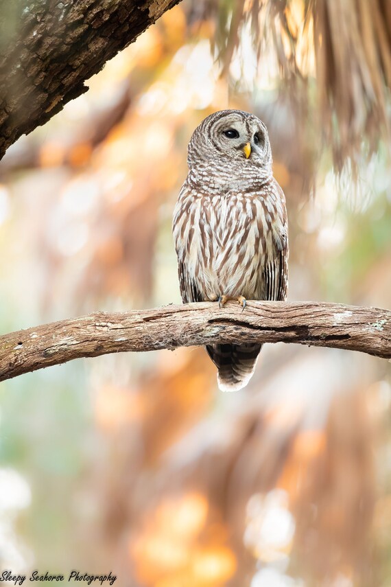 Barred Owl Wildlife Photography Print