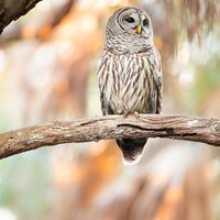 Barred Owl Wildlife Photography Print