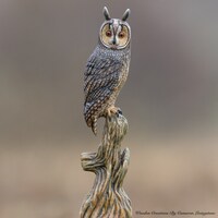 Long Eared Owl Wood Carving
